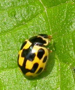 14-spot ladybird (Propylea 14-punctata) Kenneth Noble